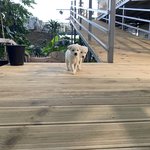 [고양이] 저희 농장 <b>아가</b>들 자랑하러왔어요 ㅋㅋ