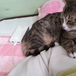 [고양이] 우리집 막둥이 나비5