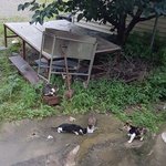 [이것좀봐줘] 새끼 길냥이 네마리가 가게 근처에 있었는데