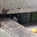 <b>창고</b>에 아기고양이 들어왔는데 어떻게해?
