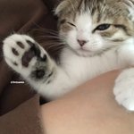 [고양이] <b>군밤</b>이 보러오세요 2탄ꯁ