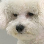 [댓글부탁해] 난 코로나 걸리면 조카 죄책감 <b>오질</b>듯