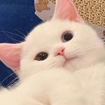 귀여운데 <b>양현석</b> 닮아서 짜증나 ㅋㅋㅋㅋ