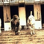 [19] <b>시이</b>벌 한지 5개나 틀렸길래 왜틀렸나 봤는데 ㅋㅋ