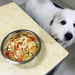 <그레이트 피레니즈> <b>심바</b>의 성장일기 - 13