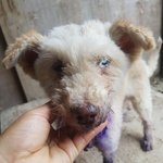 [강아지] <b>두눈</b>에 고름이 가득찬 아이 좀 도와주세요