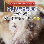 [강아지] 온몸에 구더기가 끓고있어요