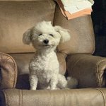 [강아지] 안녕 친구들 <b>한입</b>할래?