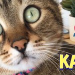 [고양이] 목소리가 깜찍한 애교 많은 고양이