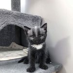 은은하게 빛나는 실버 <b>깜냥</b>이