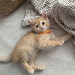 [고양이] 금요일 맞이 귀여운 저희집 마늘이!