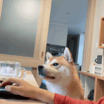 [강아지] <b>재택</b> 방해꾼