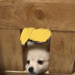 이 강아지 <b>종이</b> 뭐야??