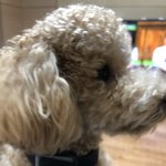 강아지 <b>목줄</b> 비싼걸로 한번 장만해봒다