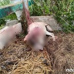 "사납게 굴어서"…새끼 앞에서 어미개 <b>망치</b>로 때려죽인 견주