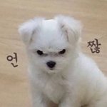 [방탄소년단] 메끼롸 부터 조카 끊겨서 짜증 ㅠ