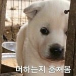 [드루와] 화이트 칙스 봤는데