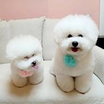 [강아지] <b>비숑</b>은 사랑입니다