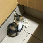 어제 화상수업 하는데 체육쌤 ㅋㅋㅋㅋ