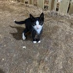 [고양이] <b>영종도</b>관광농원 아가들2탄!!!(카누&amp;맥심)