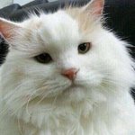 아미들아 이 고양이 <b>슈</b>가 닮은것같다