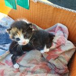 [꼭<b>조언</b>부탁] 길고양이가 저희 차에 새끼를 낳았어요.(<b>조언요청</b>!...