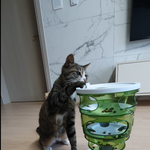 [고양이] 우리집 막둥이 나비6