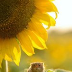 <b>앙증</b> 담당하는 소듕이