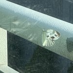 [EXO] 우리<b>집</b> <b>창문</b>에 가끔 나비가 오는데