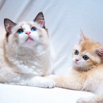 [레이] 사담)the unbirthday song