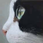 [고양이] 오랜만에 고양이