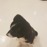 이 강쥐 <b>종이</b> 멀까요