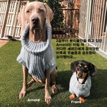 <b>힐링</b> 도우미가 되어준 닥스훈트