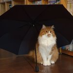 아기냥 <b>호빵이</b>-36