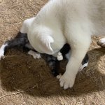 [강아지] 영종도 농원아가들3탄!!(슈가&amp;<b>프림</b>&amp;리베)