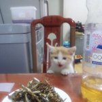 고양이 <b>멸치</b> 못먹게했더니