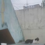 길고양이 저한테 삐진것 같은데