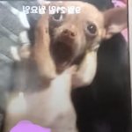 이거 <b>원본</b> ㅇㅆ는사람