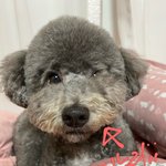 우리<b>집</b> 강아지 오른쪽으로 자서 <b>털</b> 눌렸어