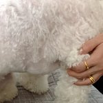 [개깊은빡침] 돌팔이 수의사가 강아지 <b>수액</b>을 잘못 맞췄는데