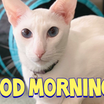 [고양이] 사람 좋아하고 애교도 많은 오리엔탈 숏헤어 고양이