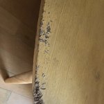 [꼭조언부탁] 반려견과 두달 투숙 후 <b>도망</b> 잠적. 힘드네요.