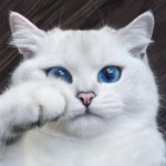 고양이상 얼굴 특징