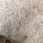 [꼭조언부탁] 수의사가 강아지 수액 주사 <b>혈관</b> 잘못 찌름