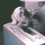 <b>열정적</b>인 신입냥이