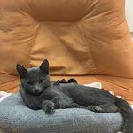 [고양이일상] <b>전국</b> 고양이 자랑(내 고양이 자랑 )
