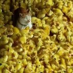 <b>노랑</b> 더하기 <b>노랑</b>은 알록달록!