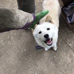 얘들아 평창 반려동물 관광테마파크에 <b>번식</b>업장 짓는대