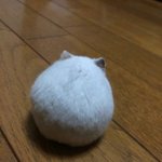 [조언부탁해] <b>햄스터</b> 키우는애들아 ㅠㅠ도와주라