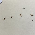 ㅅㅂ 모기새끼들 <b>시체</b> 네마리 모음